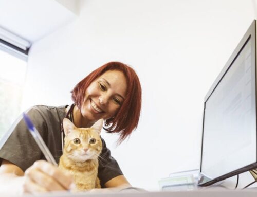 Veterinary Video Consultation with Your Clients