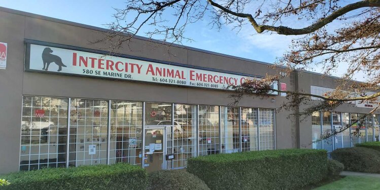 Intercity Animal Emergency Clinic